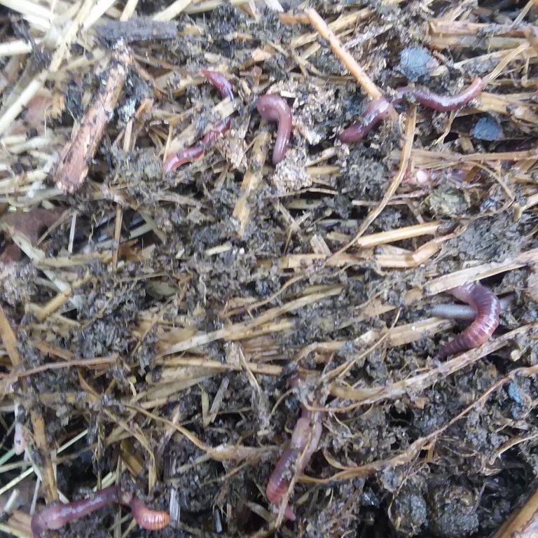 Worms in the Compost pile Happy Day Farms